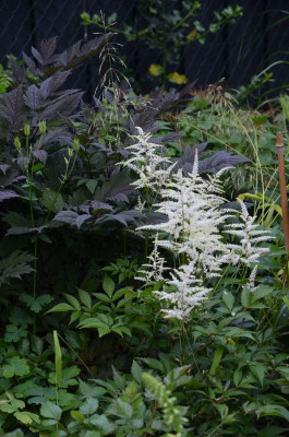 Astilbe-weiß.22-1.jpg