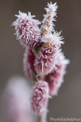 Salix_Mt_Aso_7128_800_sRGB.jpg