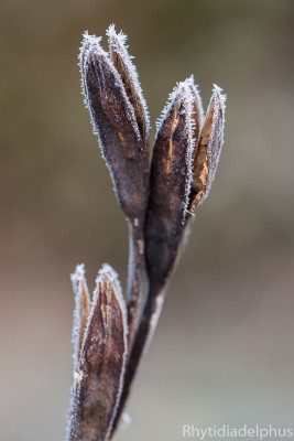 Iris_sibirica_Hoehenflug_7081_800_sRGB-2.jpg