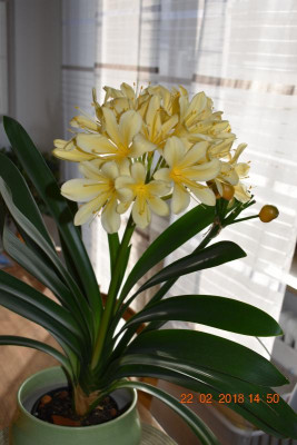 Klivienblüte 2018 004.JPG