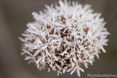 Telekia_speciosa_7161_800_sRGB.jpg