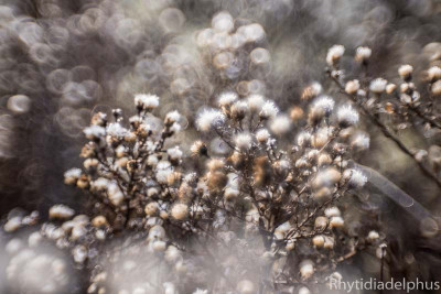 Aster_Lady_in_Black_7171_800_sRGB.jpg