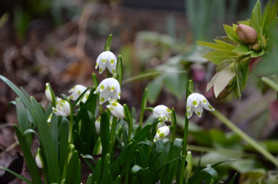 Leucojum_vernum.20-2.jpg