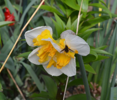 Narcissus-Orangery.22-1.jpg