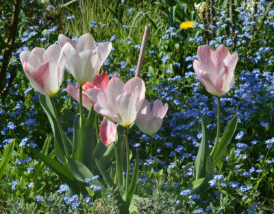 Tulipa-FlamingPurissima.22-1.jpg