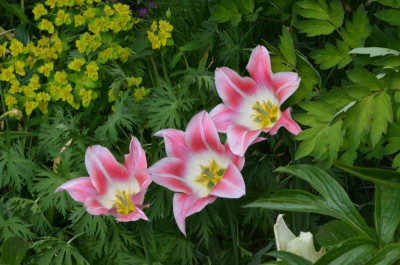 Tulipa-BalladeLady.22-1.jpg