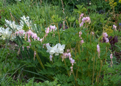 Dicentra_spectabilis-Cupid.22-1.jpg