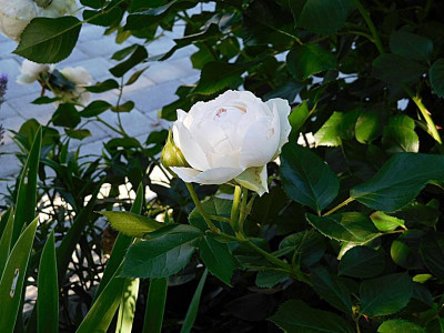DSCN0766.JPG