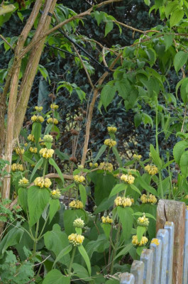 Phlomis_russeliana.18-1.jpg