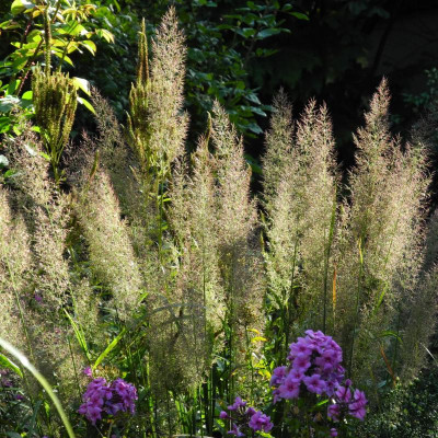 Calamagrostis arundinacea var. brachytricha 2022-10-07.jpg