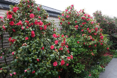 Kamelien im alten Garten.jpg