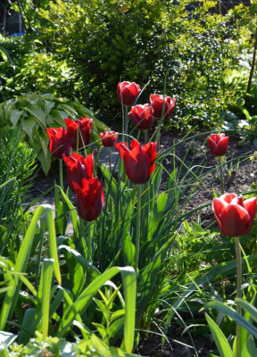 Tulpen-Kombi.17-6.jpg