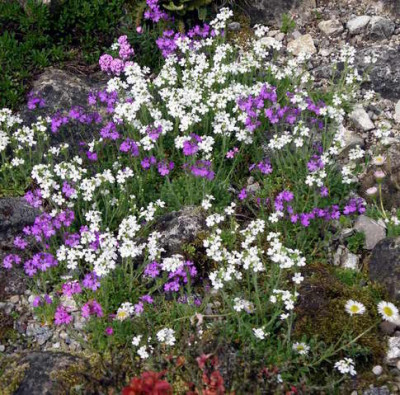 2008-05-17_010.JPG