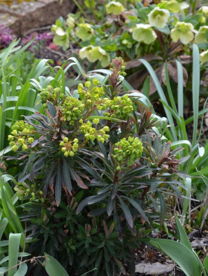 Euphorbia-JadeDragon.21-1.jpg