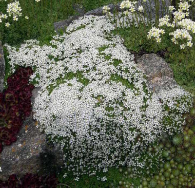 Arenaria_tetraquetra_2008-05-17.JPG