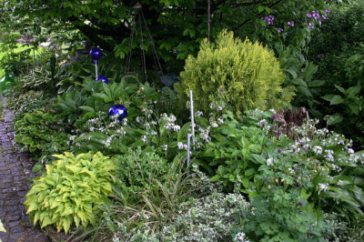 Hosta5108.jpg