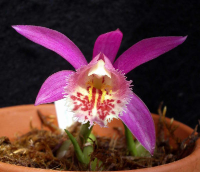 Pleione_Piton_formosana_x_yunnanensis_2008-05-17.JPG