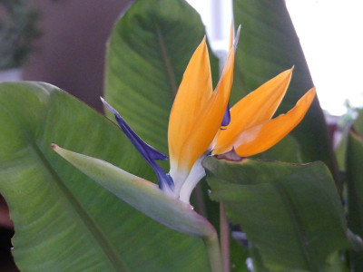 2023-01-19 Strelitzia.jpg