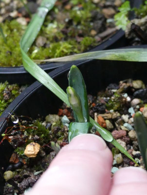 2023-01-17 Galanthus Sämling TCL.jpg