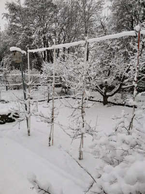 Apfelreihe 20230121.jpeg