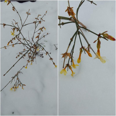 Jasmin.jpg