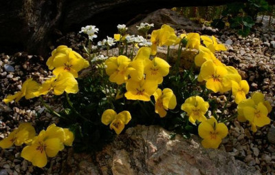 Viola_zoysii1.JPG