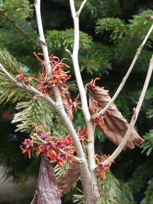 2023-01-17 Hamamelis 'Arnhem' 2.jpg