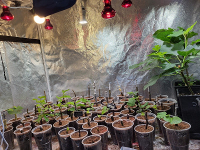 Cuttings.jpg
