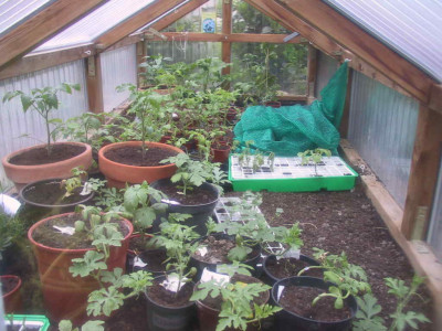 melonentomaten08.JPG