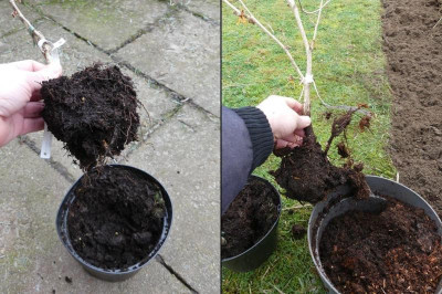 2023-01-17 Esveld Hamamelis 'Goleczam'-'Aphrodite'.jpg