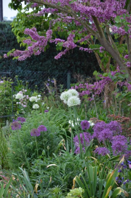 Allium.18-3.jpg