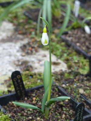 2023-01-28 Galanthus 'Golden Fleece'.jpg