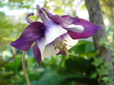 Aquilegia_vulgaris_William_Guinness.jpg