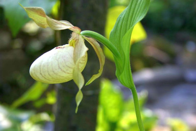 Cypripedium_Gelbe_Giesela.jpg