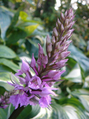 Dactylorhiza_maculata_2.JPG