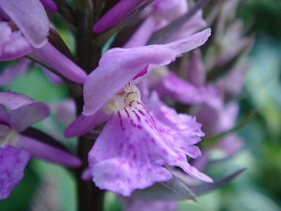 Dactylorhiza_maculata_3.JPG