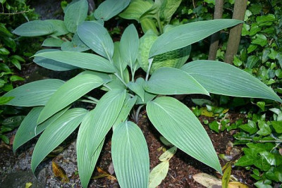 Hosta_Mikawa-no-Yuki_1.jpg