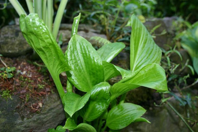 Hosta_Venus.jpg