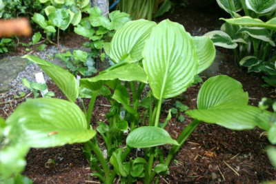 Hosta_Aphrodite.jpg