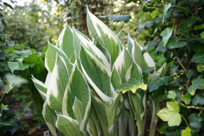 Hosta_Zager_White_Edge.jpg