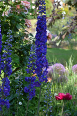 Delphinium.21-1.jpg
