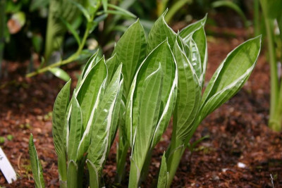 Hosta_Moonlight.jpg