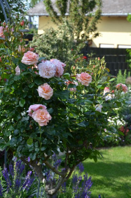 Rose-ScentedWhisper.21-2.jpg