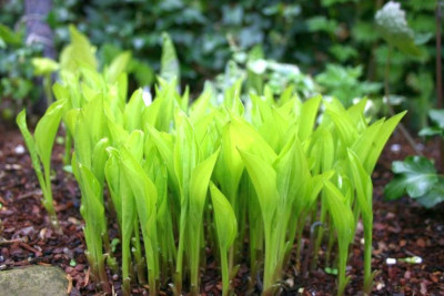 Hosta_Feather_Boa.jpg