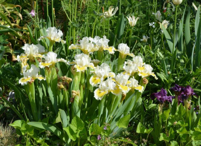 Iris-CaptiveSun.22-3.jpg