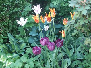 letzte_Tulpen_0801.jpg