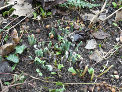 2023-01-29 Galanthus nivalis.jpg