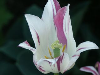 gestreifte_Tulpe_0801.jpg