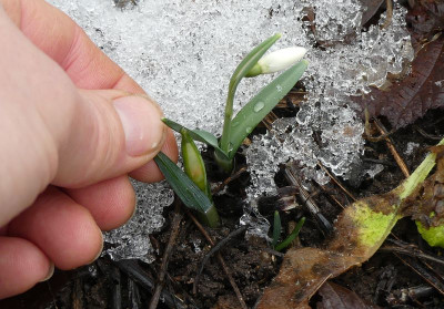 2023-01-29 Galanthus 'Lapwing'.jpg