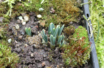 2023-01-29 Galanthus 'Midas'.jpg